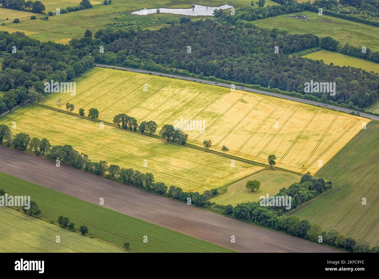 Luftaufnahme, Baumallee am Feld in Hervester Bruch, Hervest, Dorsten, Ruhrgebiet, Nordrhein-Westfalen, Deutschland, Allee der Bäume, Baumreihe, Reihe Stockfoto
