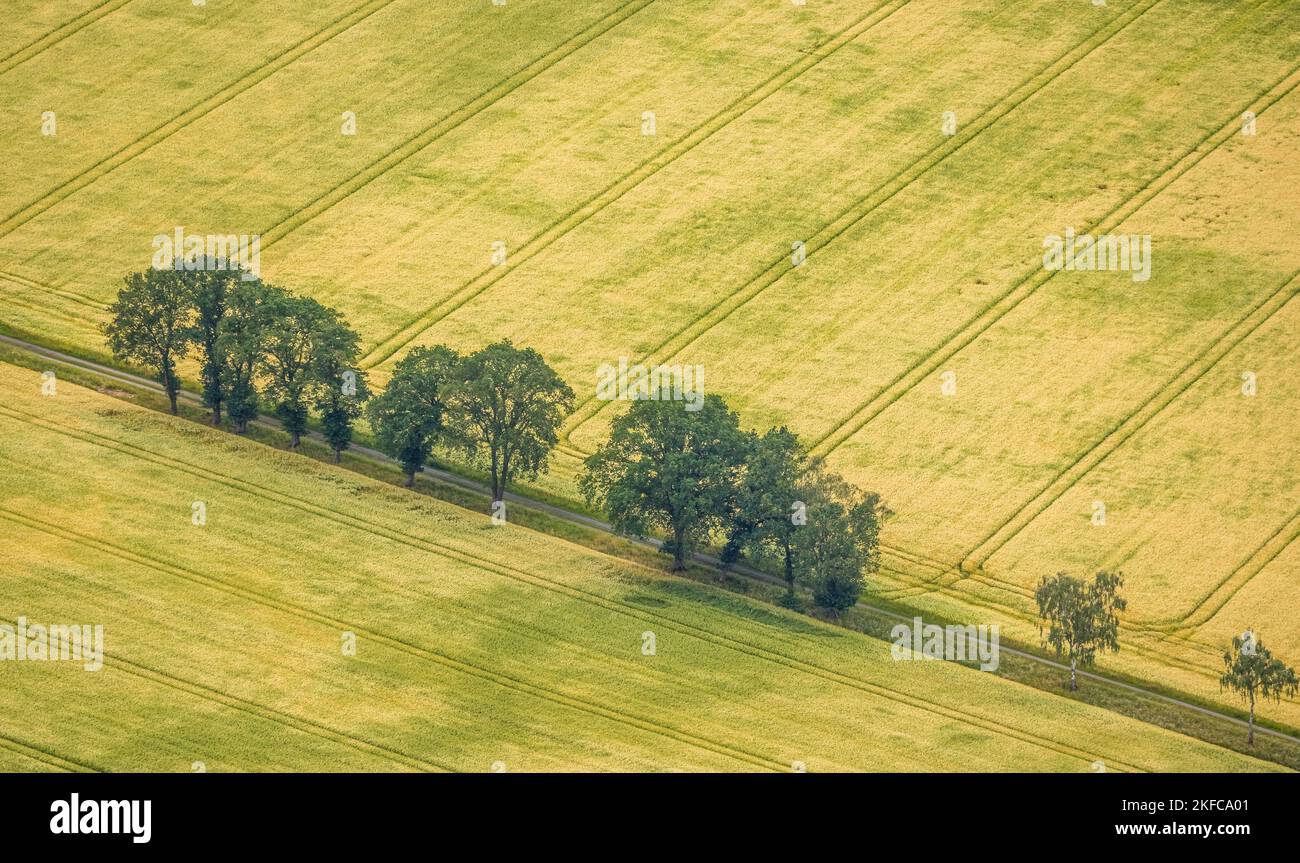 Luftaufnahme, Baumallee am Feld in Hervester Bruch, Hervest, Dorsten, Ruhrgebiet, Nordrhein-Westfalen, Deutschland, Allee der Bäume, Baumreihe, Reihe Stockfoto