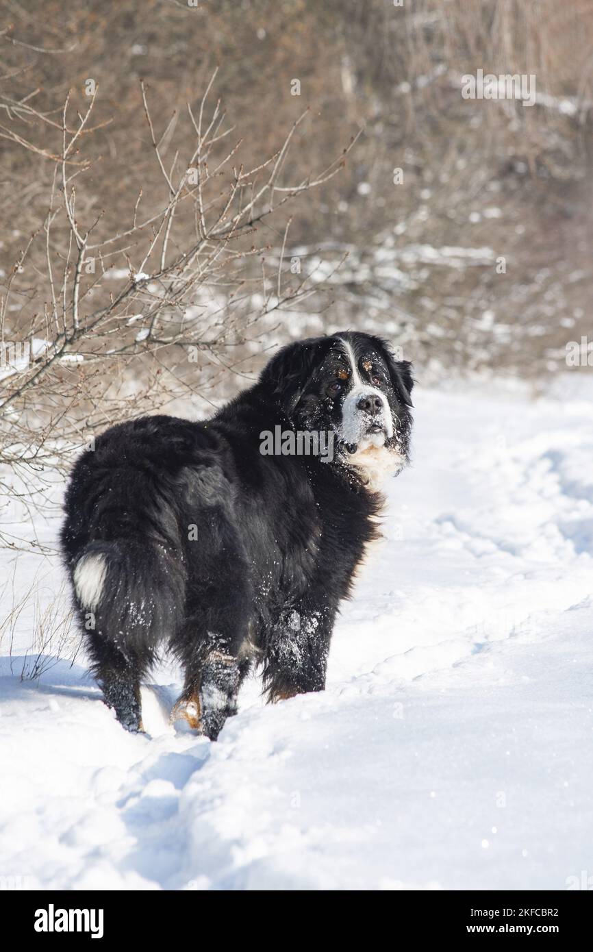 Berner Berghund steht im Schnee Stockfoto