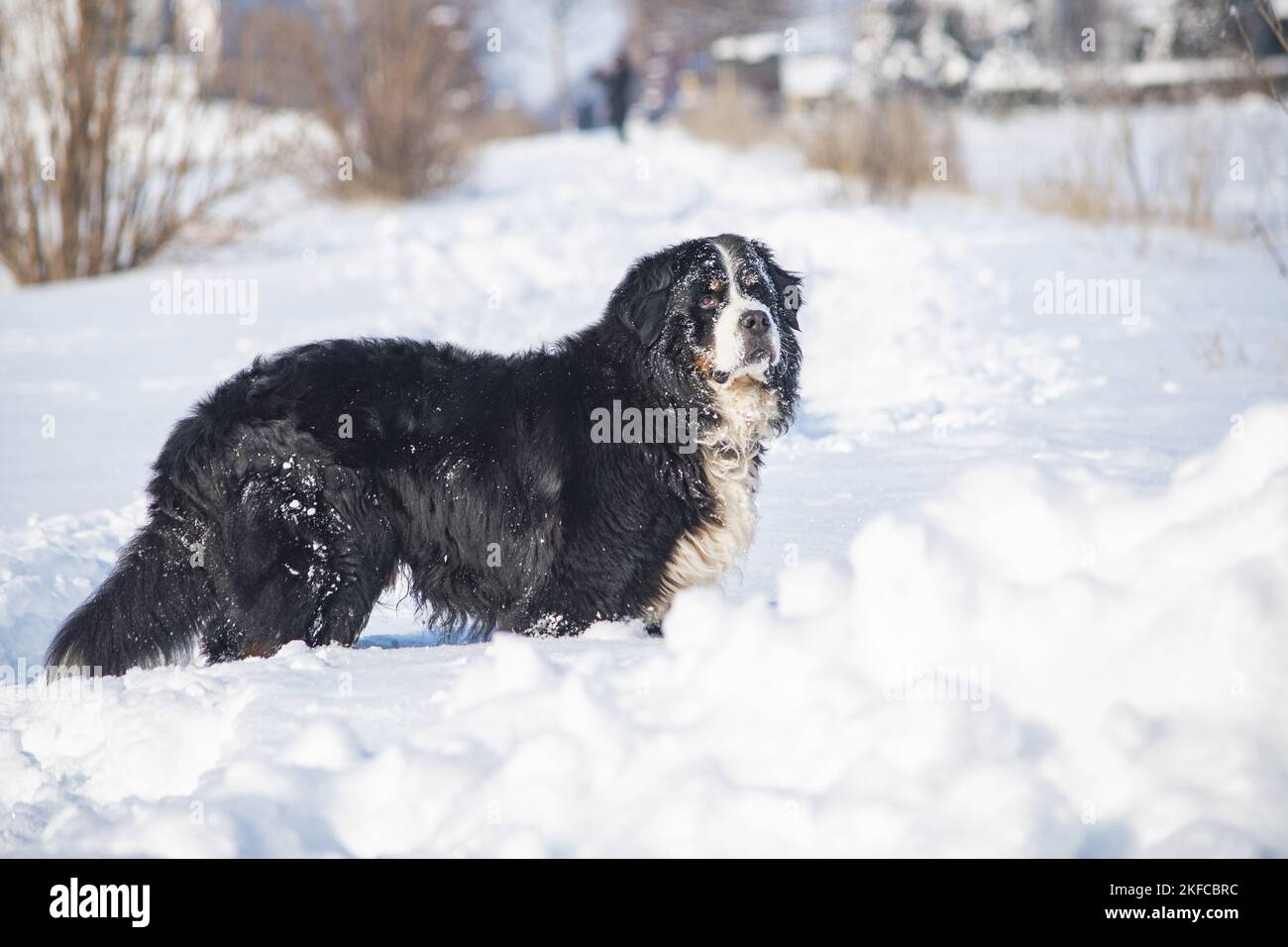 Berner Berghund steht im Schnee Stockfoto