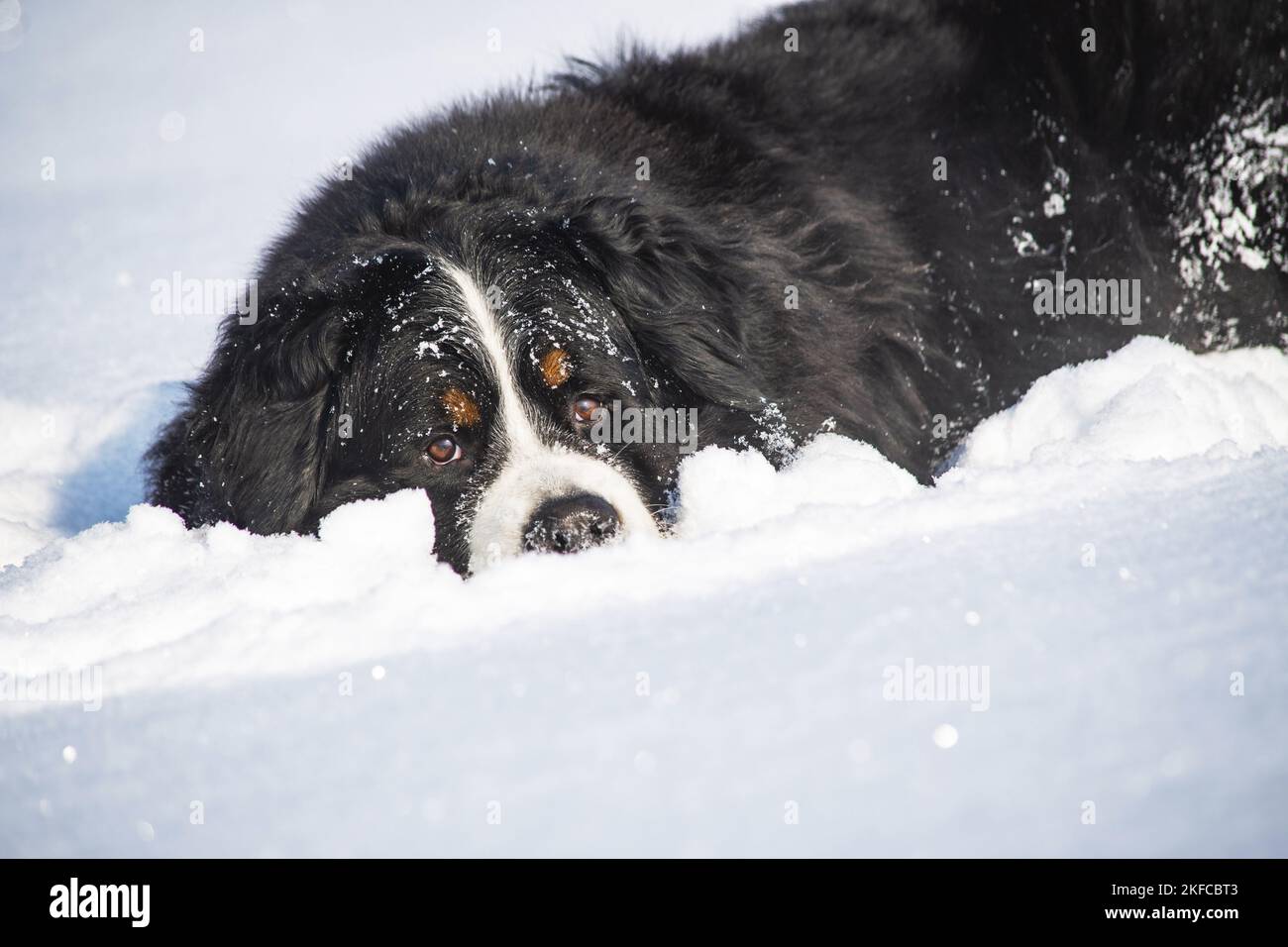 Berner Berghund liegt im Schnee Stockfoto