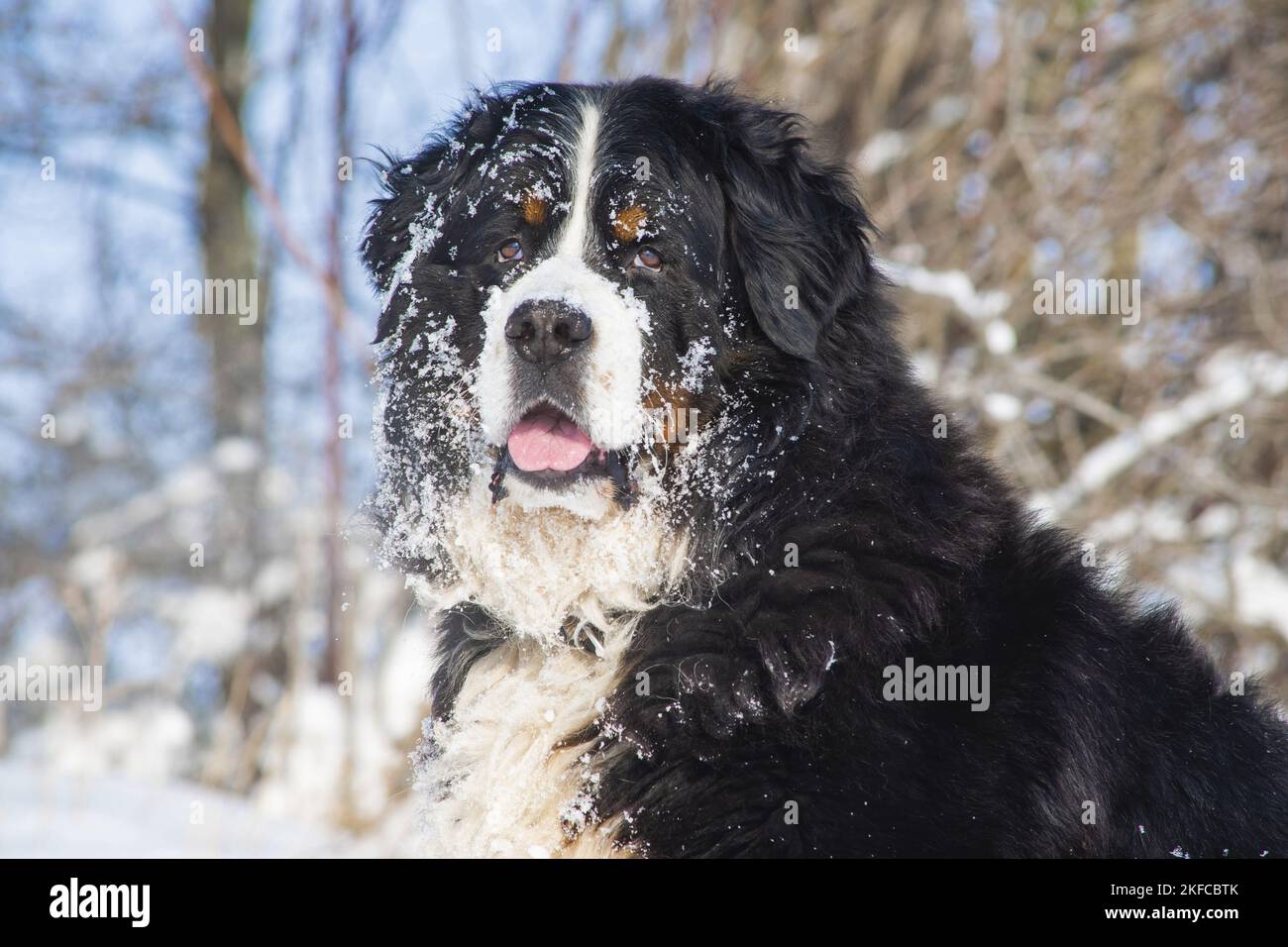 Berner Sennenhund-Porträt Stockfoto