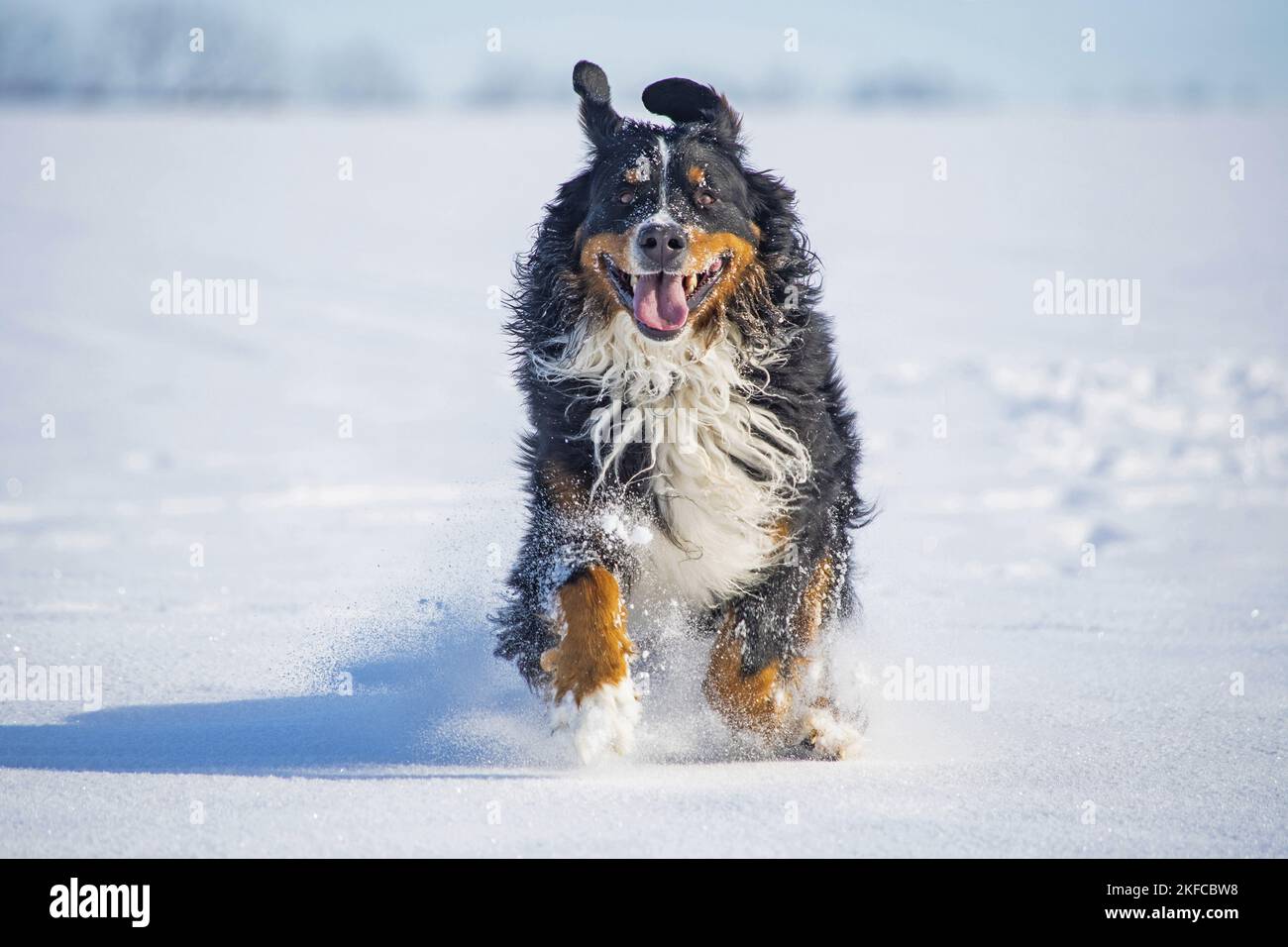 Berner Berghund läuft durch den Schnee Stockfoto