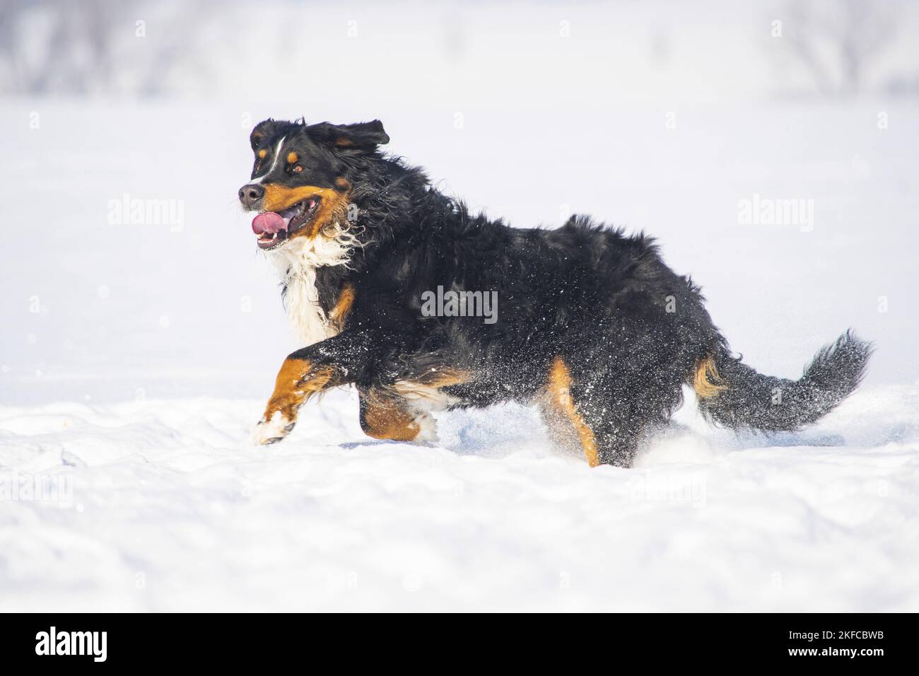 Berner Berghund läuft durch den Schnee Stockfoto