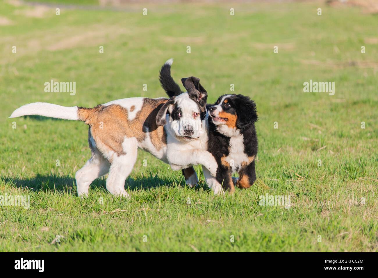 Saint Bernard Stockfoto