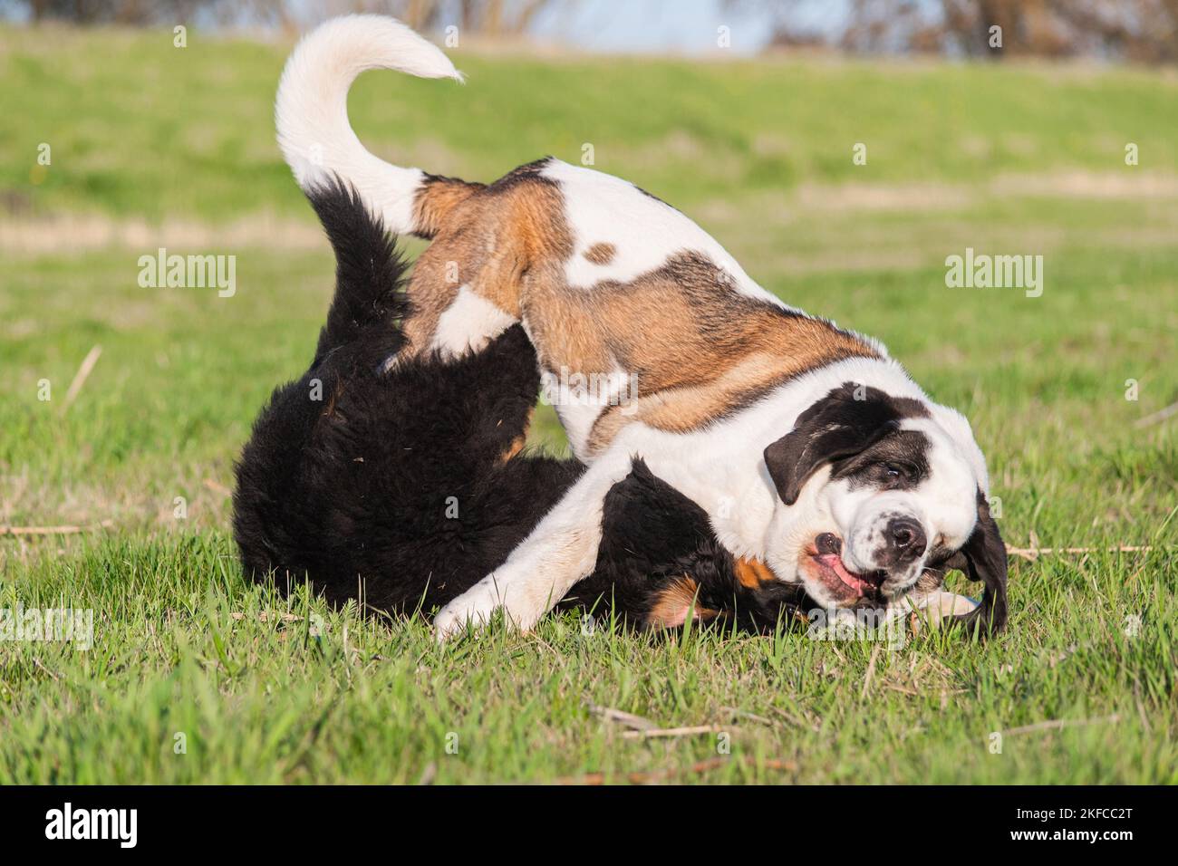 Saint Bernard Stockfoto