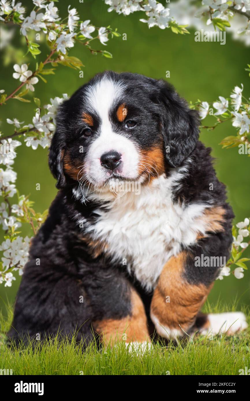 Berner Sennenhund Welpen Stockfoto