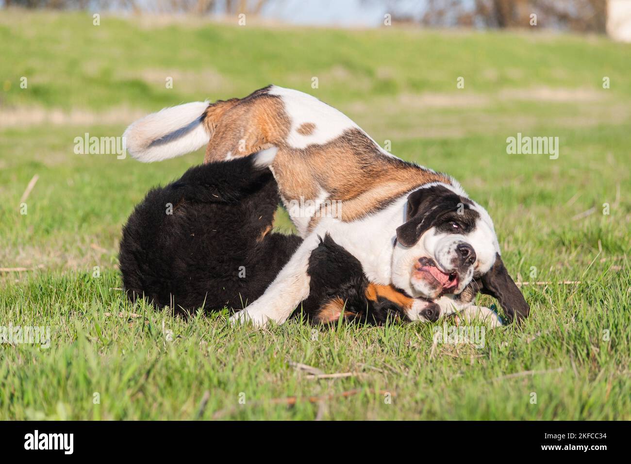 Saint Bernard Stockfoto