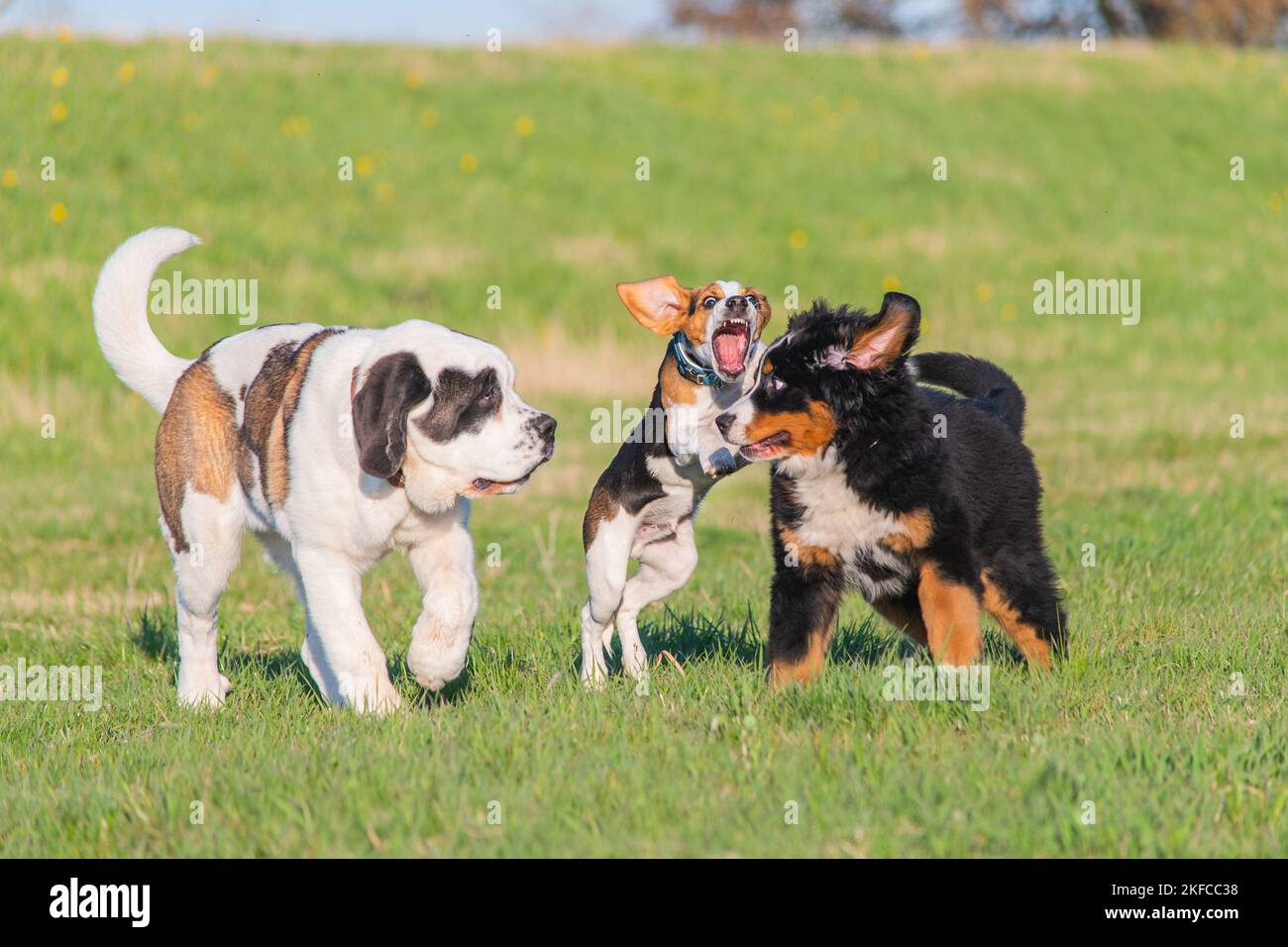 Saint Bernard Stockfoto