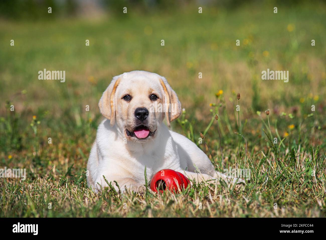 Labrador Retriever Welpen Stockfoto