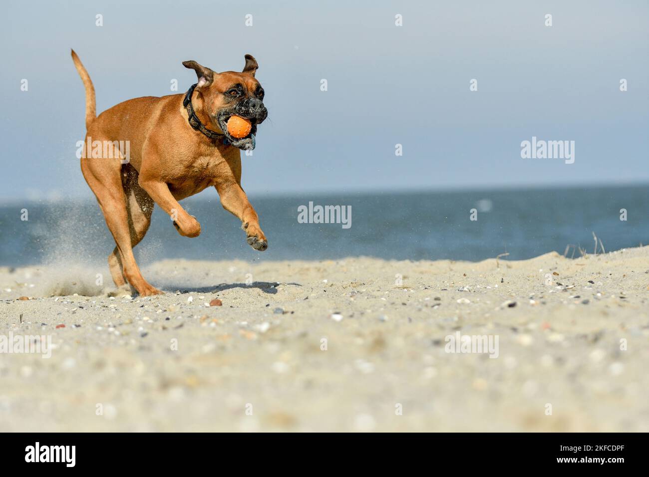 Running Boxer-Mongrel Stockfoto