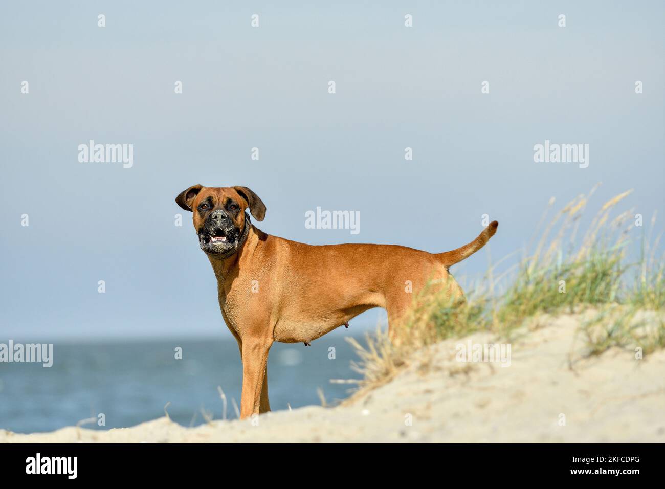 Boxer-Mongrel im Stehen Stockfoto