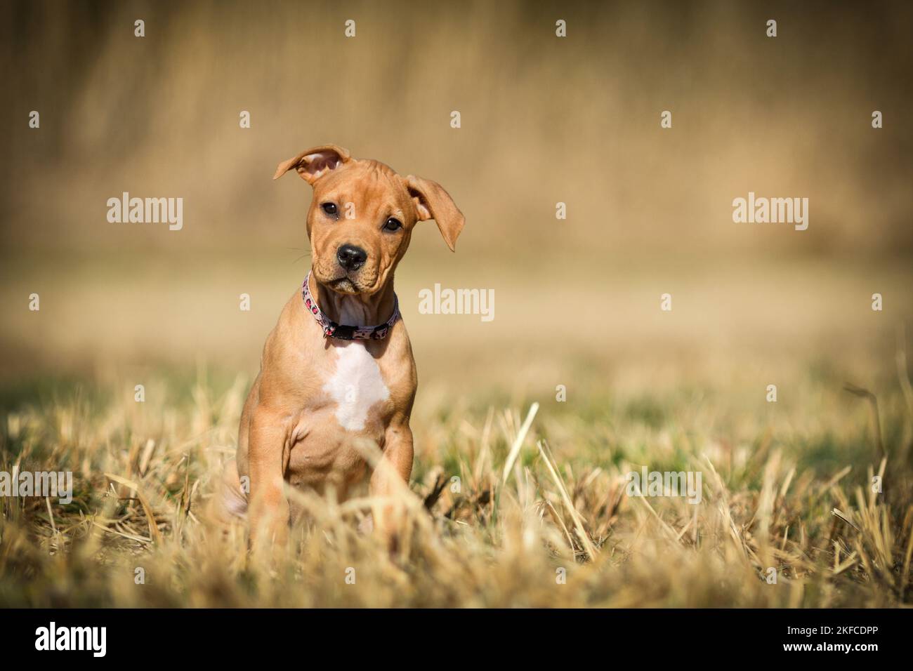 Sitzender American-Staffordshire-Terrier-Mix Puppy Stockfoto
