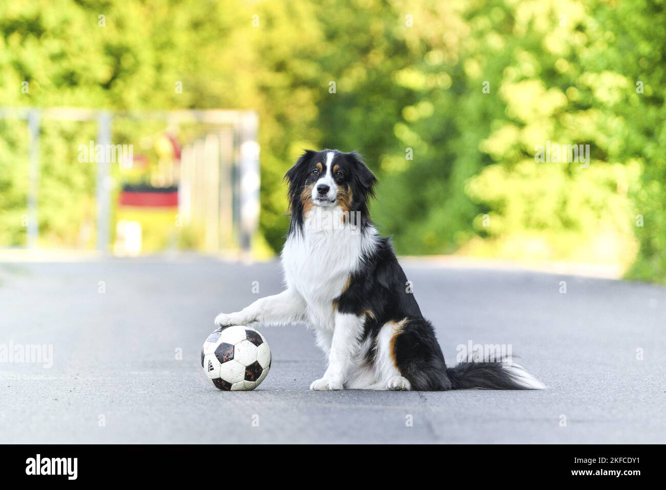 Australian Shepherd zu sitzen Stockfoto