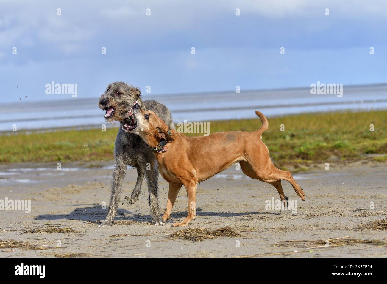 American-Pit-Bull-Terrier-Rhodesian-Ridgeback-Mongrel mit Irish Wolfhound Stockfoto
