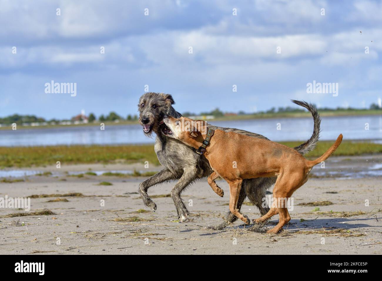 American-Pit-Bull-Terrier-Rhodesian-Ridgeback-Mongrel mit Irish Wolfhound Stockfoto