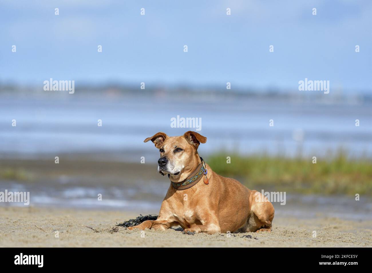 Liegend American-Pit-Bull-Terrier-Rhodesian-Ridgeback-Mongrel Stockfoto