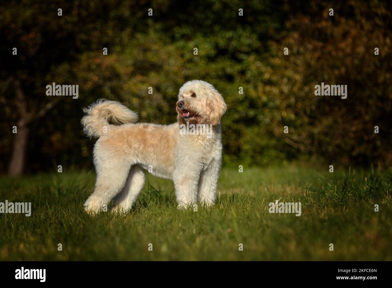 Goldendoodle stehend Stockfoto