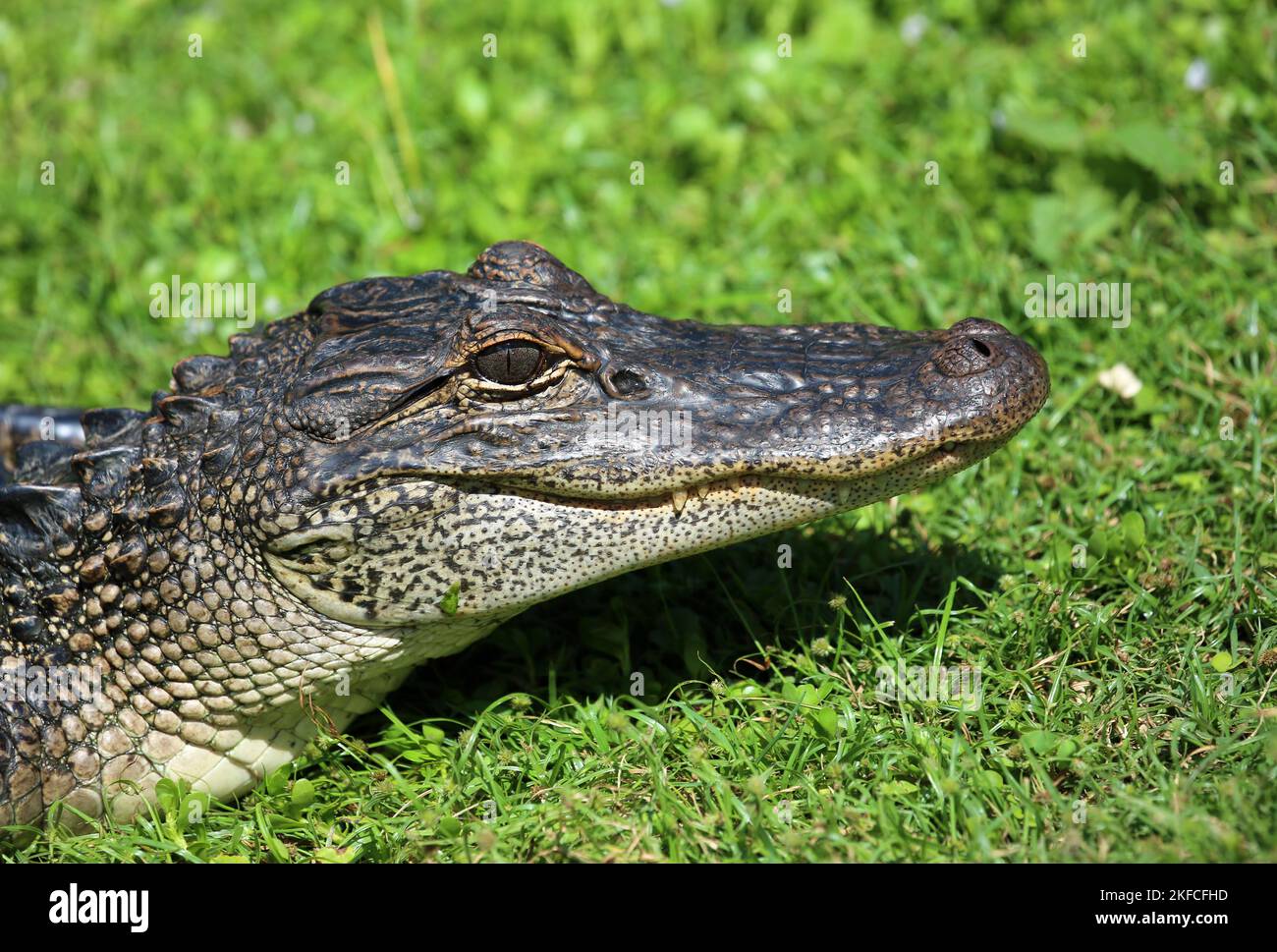 Alligatoren Kopf - Florida Stockfoto