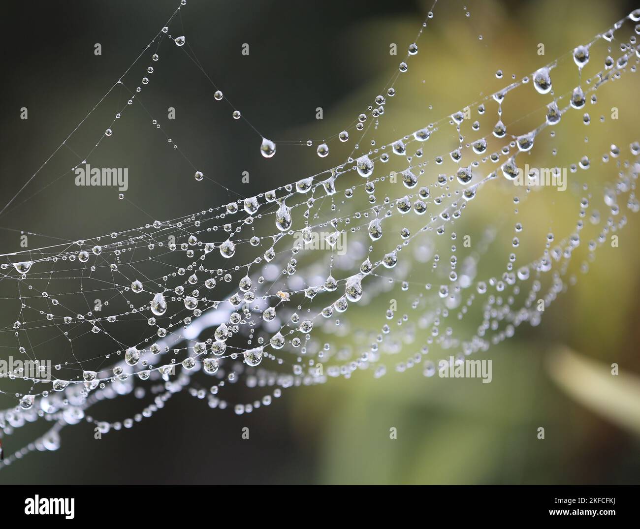 Wassertropfen auf Spinnennetz Stockfoto