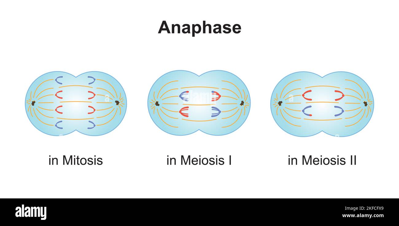Wissenschaftliche Entwicklung von Unterschieden zwischen Anaphase bei Meiose und Mitose. Bunte Symbole. Vektorgrafik. Stock Vektor