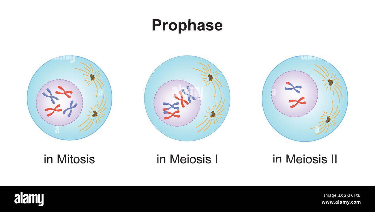 Wissenschaftliche Entwicklung von Unterschieden zwischen Prophase bei Meiose und Mitose. Bunte Symbole. Vektorgrafik. Stock Vektor