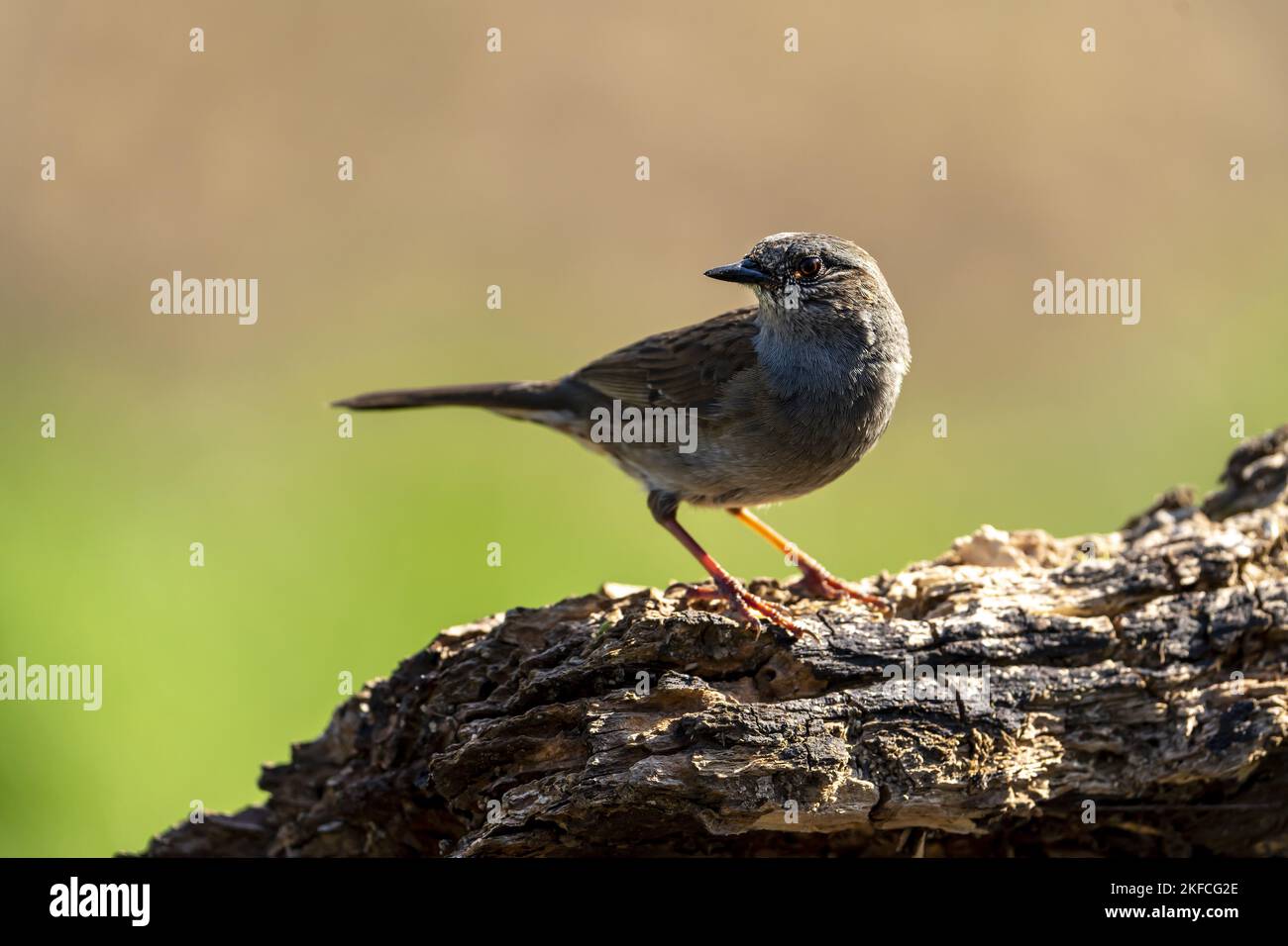Hecke braun auf Baumstamm Stockfoto