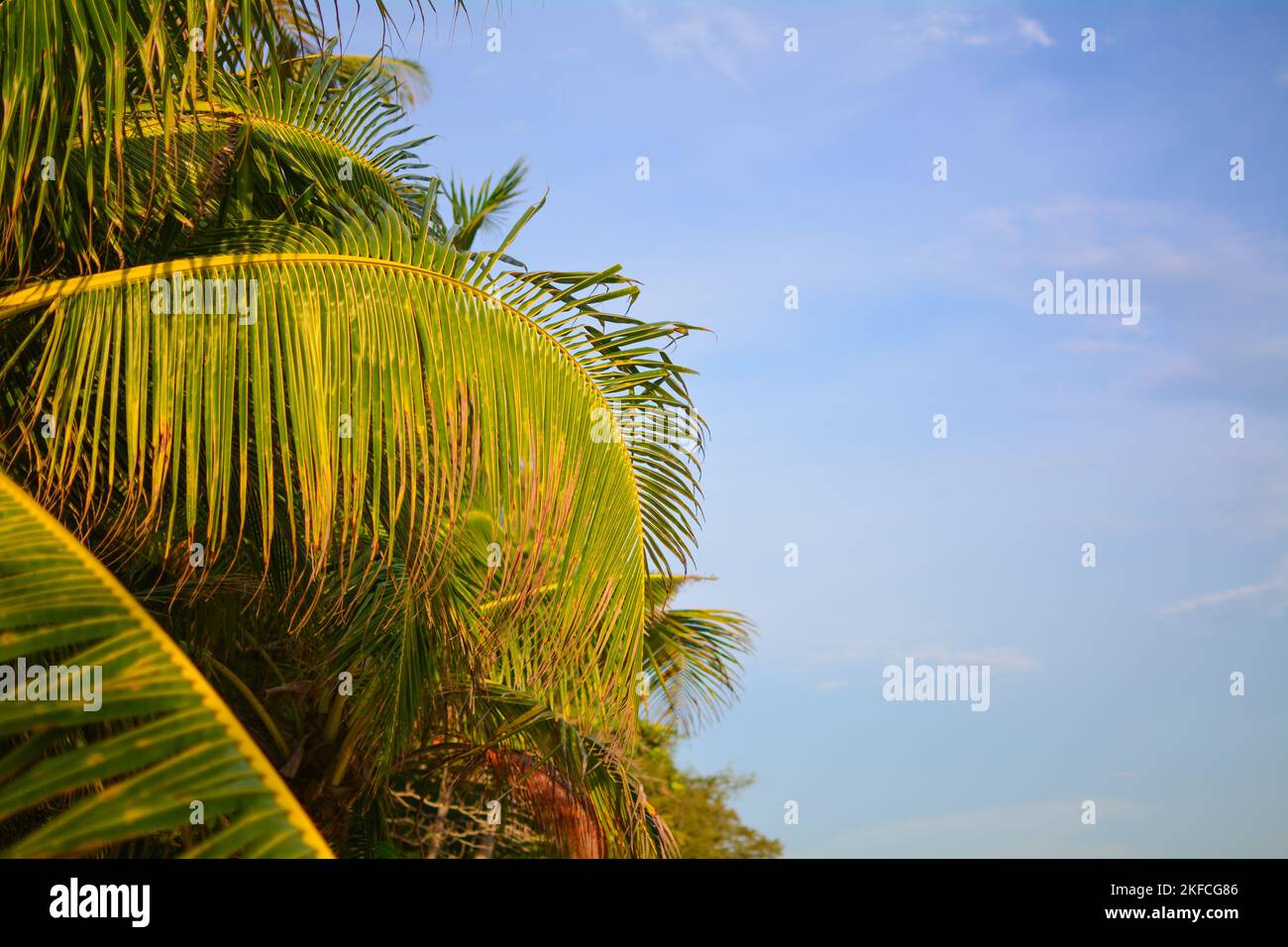 Kokospalme in Thailand Stockfoto