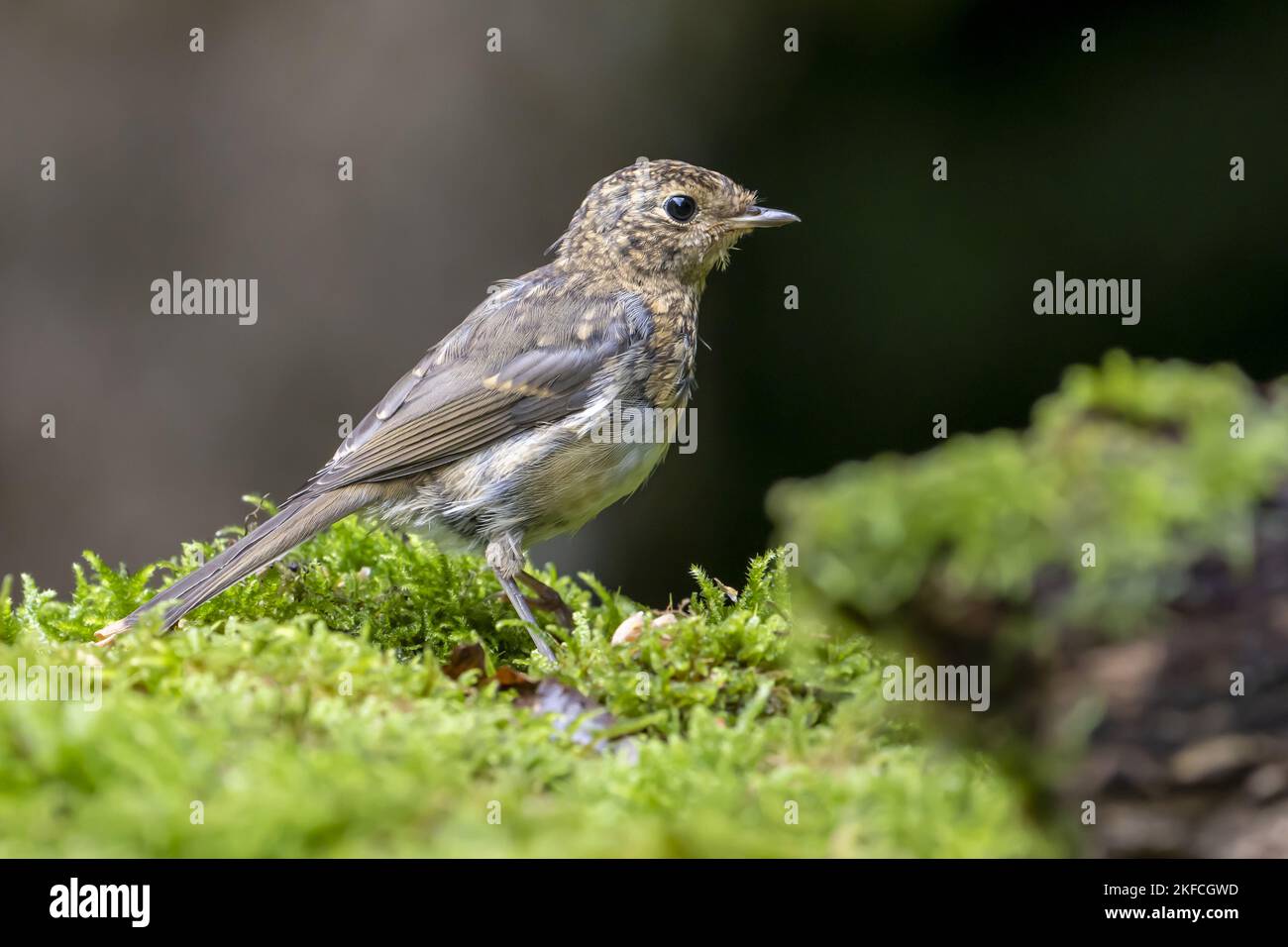 Rotkehlchen Stockfoto