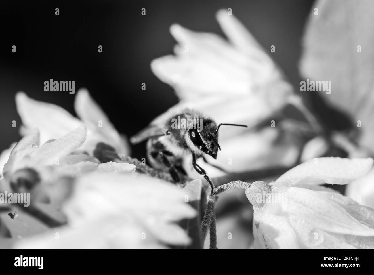 Makro von Honigbiene auf Blumen, sammeln Pollen in bunten ländlichen Garten Stockfoto