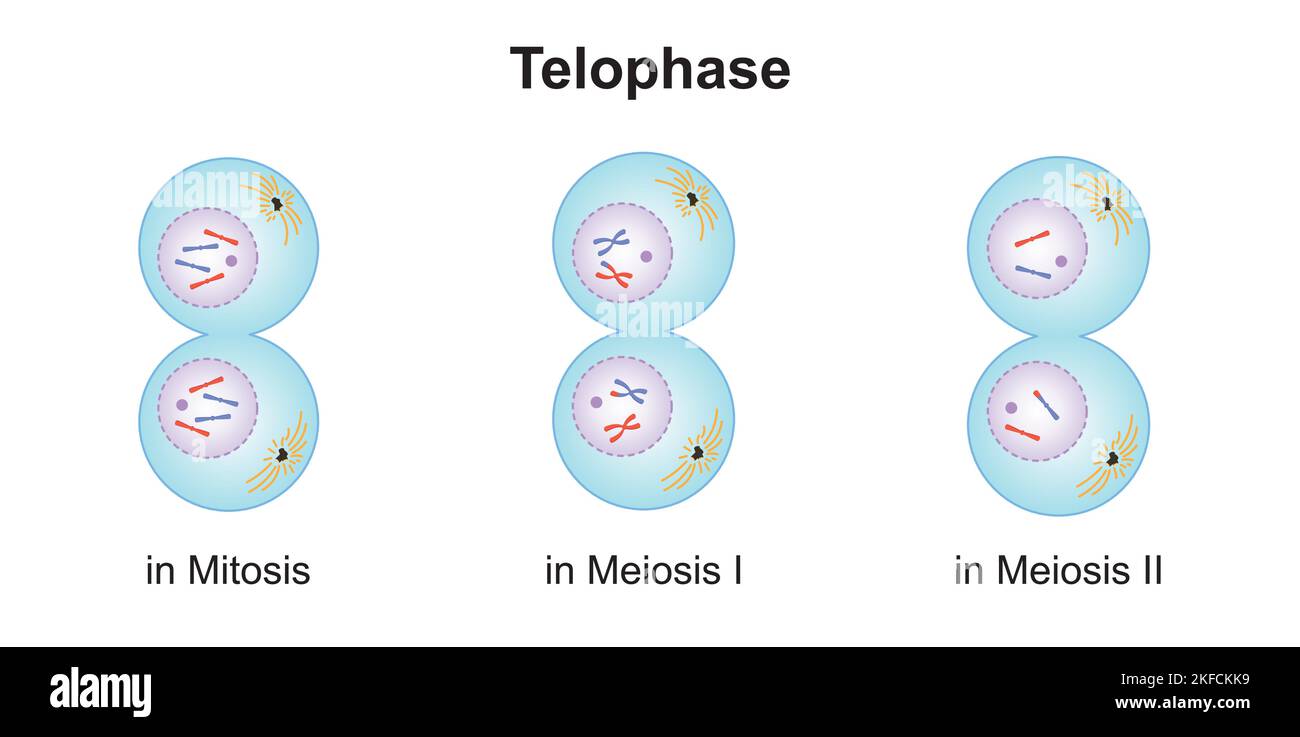 Wissenschaftliche Entwicklung von Unterschieden zwischen Telophase bei Meiose und Mitose. Bunte Symbole. Vektorgrafik. Stock Vektor