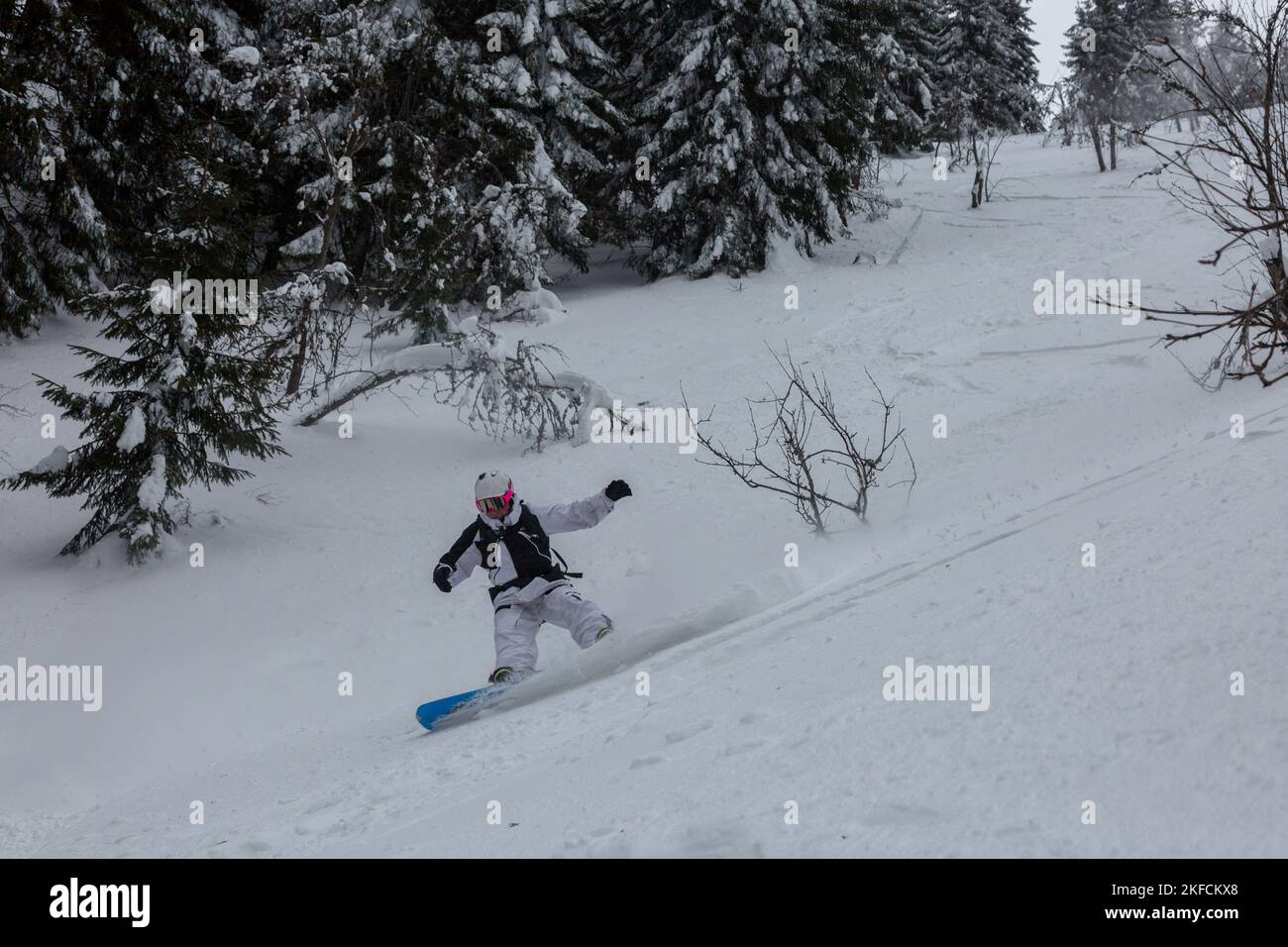 Freeride Snowboarder auf einem Geländehang zwischen schneebedeckten Bäumen, Winterlandschaft in den Karpaten Stockfoto