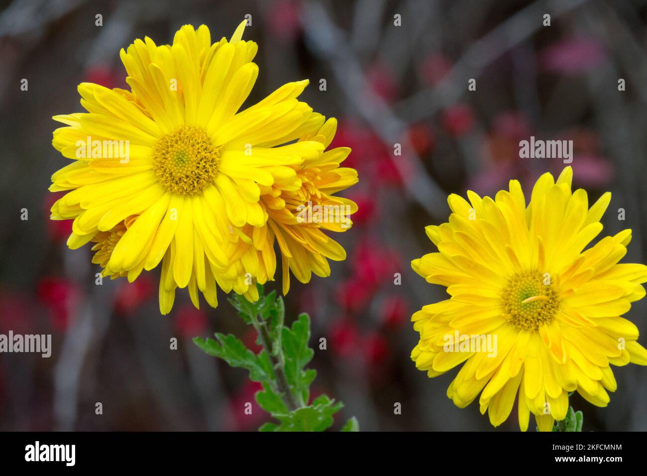 Gelb, Blumen, Blühen, Herbst, Mama, Dendranthema 'Cottage Yellow', Garten, Blume, Oktober Stockfoto