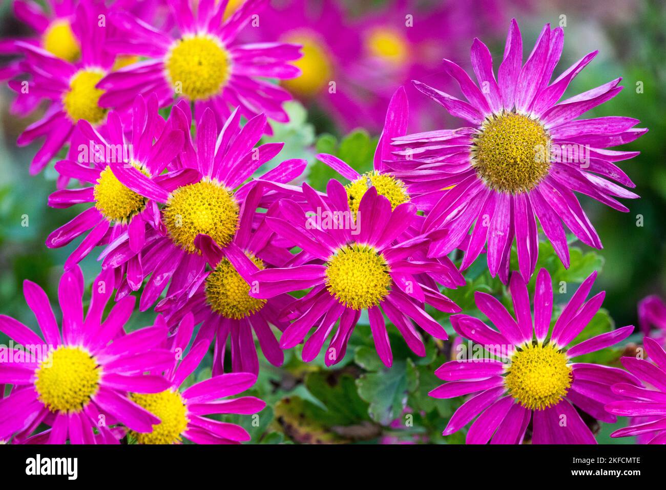 Lila, Gelbes Zentrum, Chrysanthemen, langlebige, Mütter, Blumen, Chrysantheme 'Mrs Jessie Cooper' Stockfoto