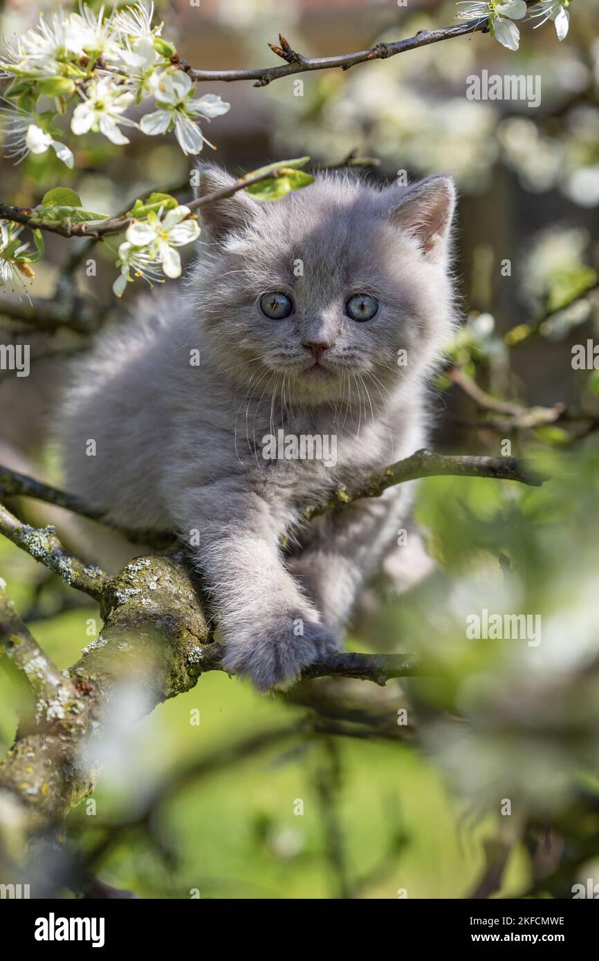 British Langhaar Kitten Stockfoto