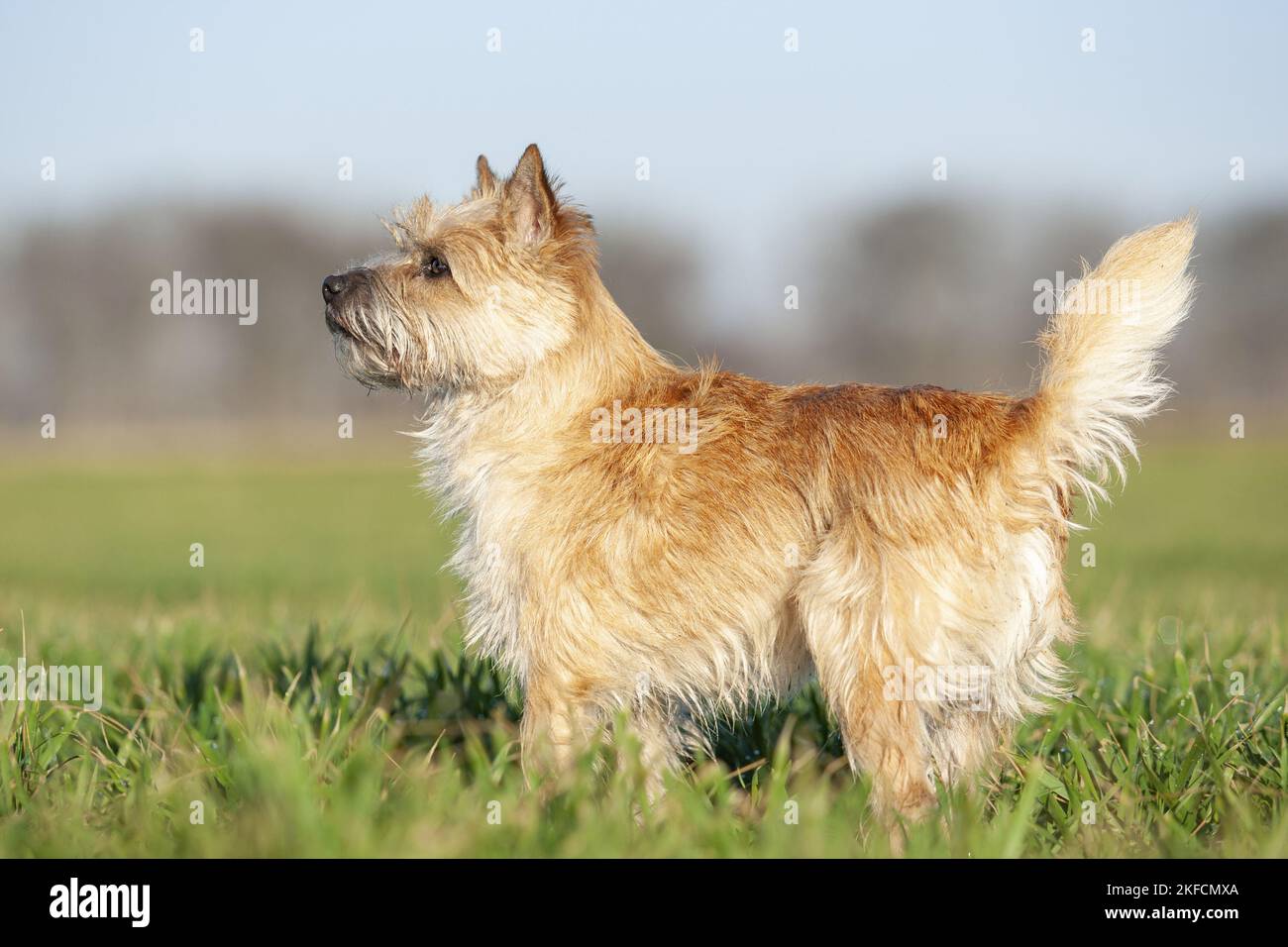 Cairn-Terrier stehend Stockfoto