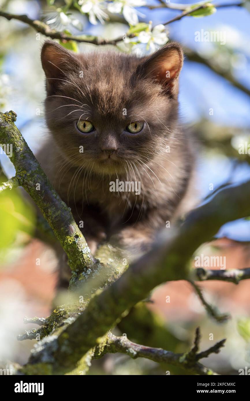 British Langhaar Kitten Stockfoto