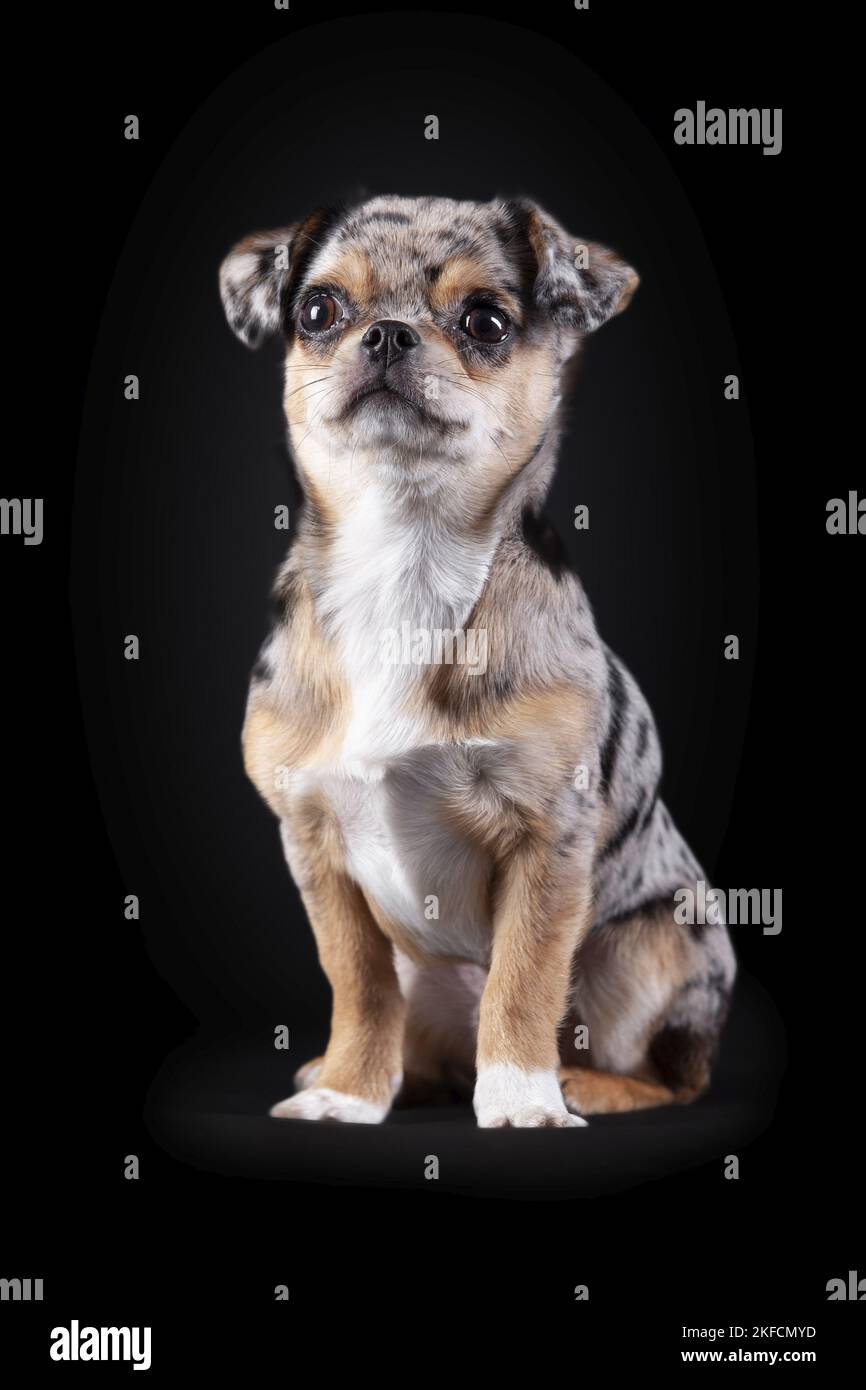 Sitting Chin Chi Stockfoto