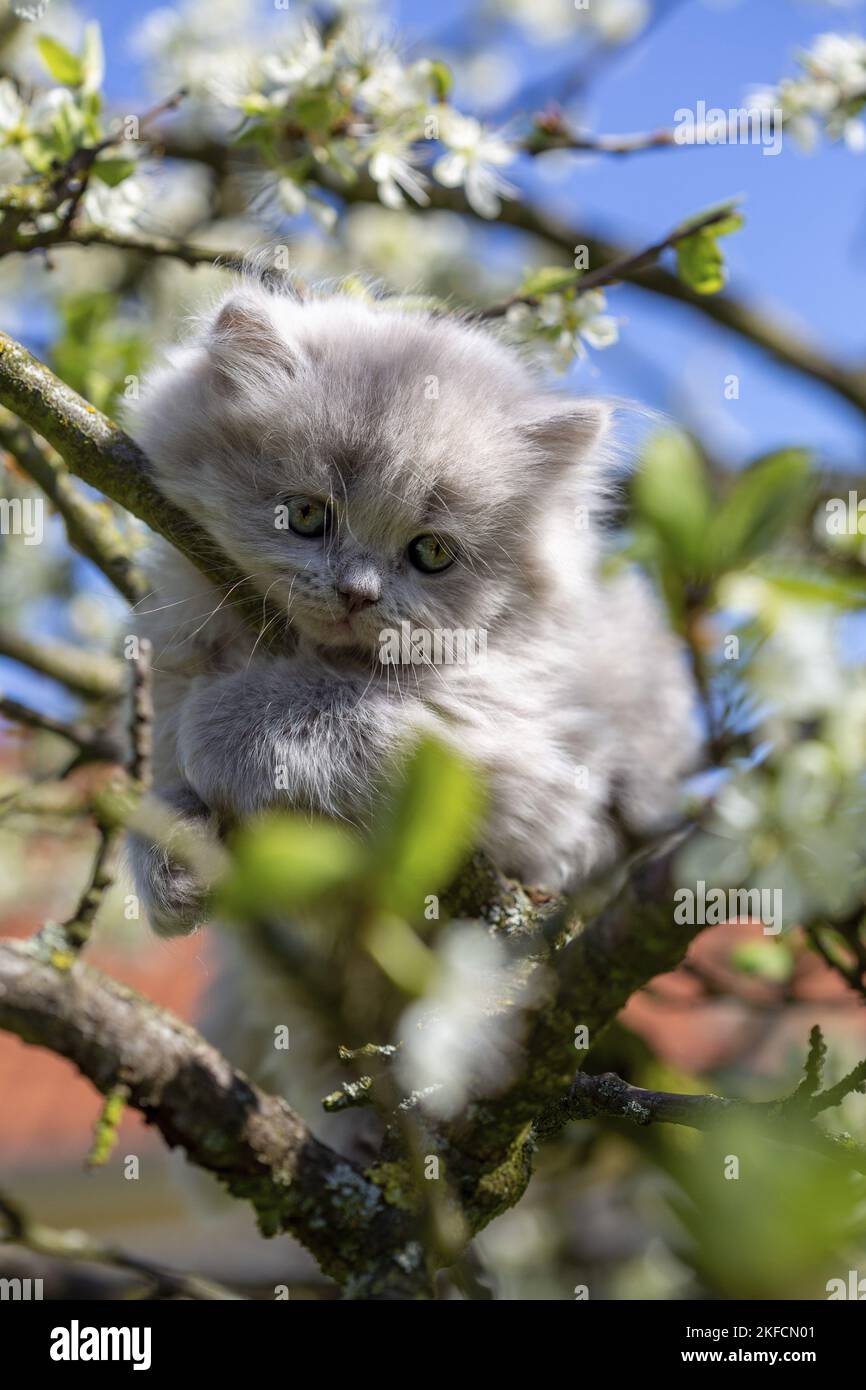 British Langhaar Kitten Stockfoto