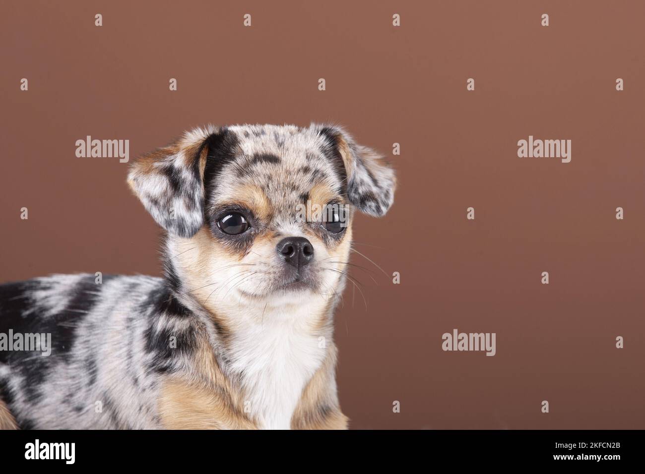 Chin-Chi-Porträt Stockfoto