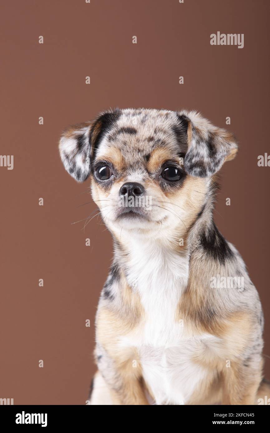 Chin-Chi-Porträt Stockfoto