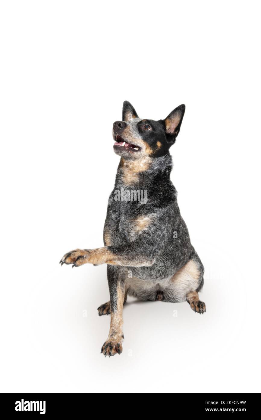 Sitzender australischer Stumpy Tail Cattle Dog Stockfoto
