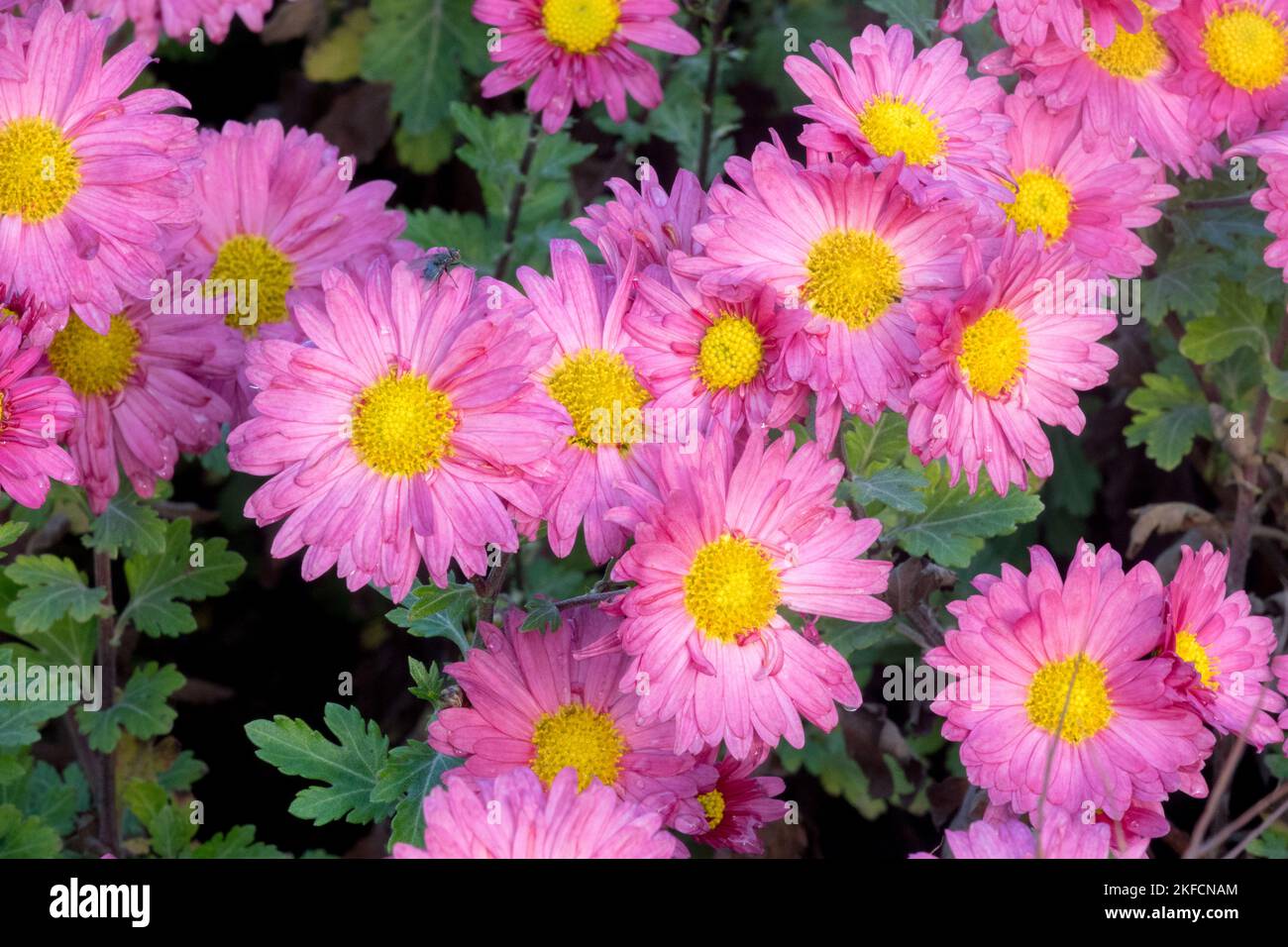 Chrysantheme 'Dulwich Pink', Rose, Farbe, Chrysantheme, Mütter, Dendranthema, Blüte, Herbst Stockfoto