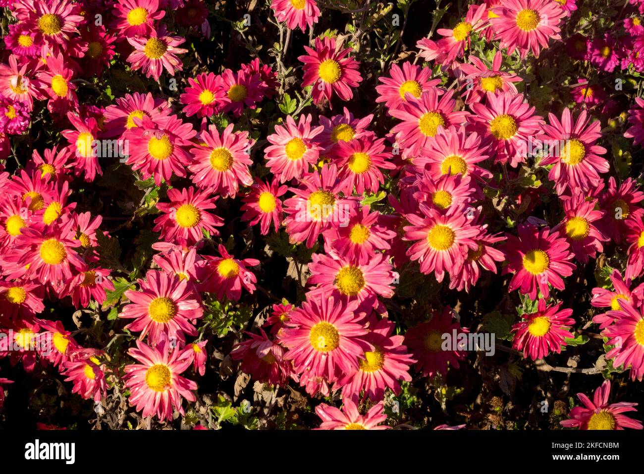 Herbst, Blüten, Rot, Rose, Blumen, Blüte, Dendranthema, Chrysantheme, Oktober, Farben Stockfoto