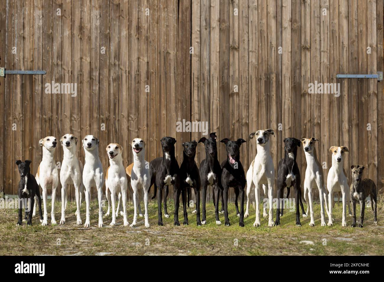 Windhunde Stockfoto