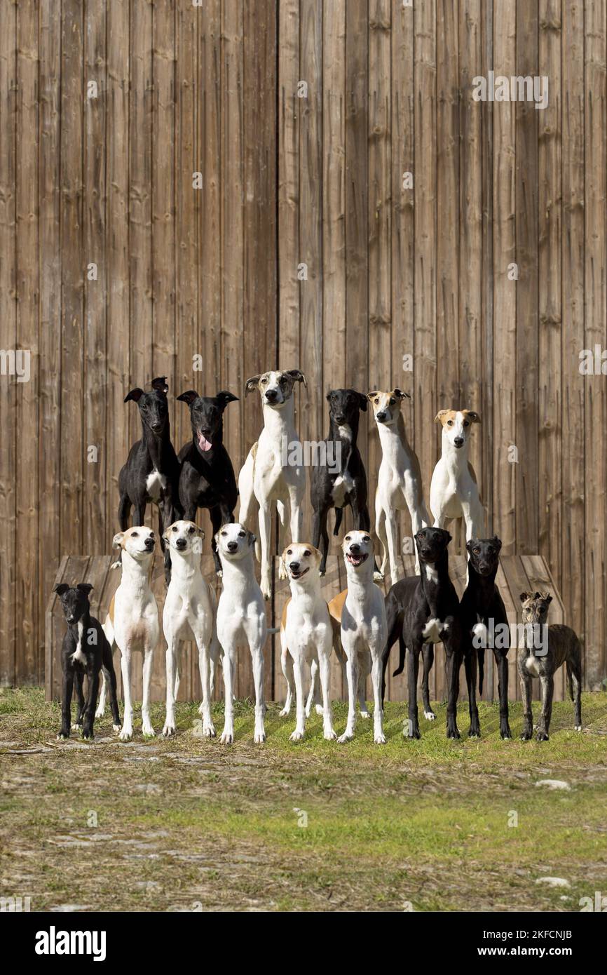Windhunde Stockfoto