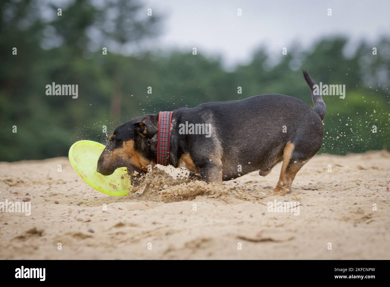 Miniatur Bullterrier ausgeführt Stockfoto