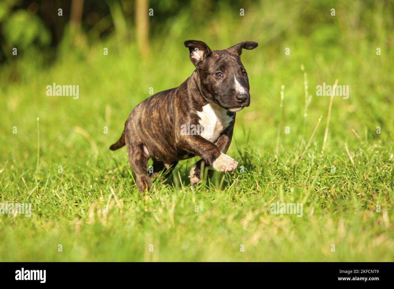 Miniatur Bullterrier ausgeführt Stockfoto