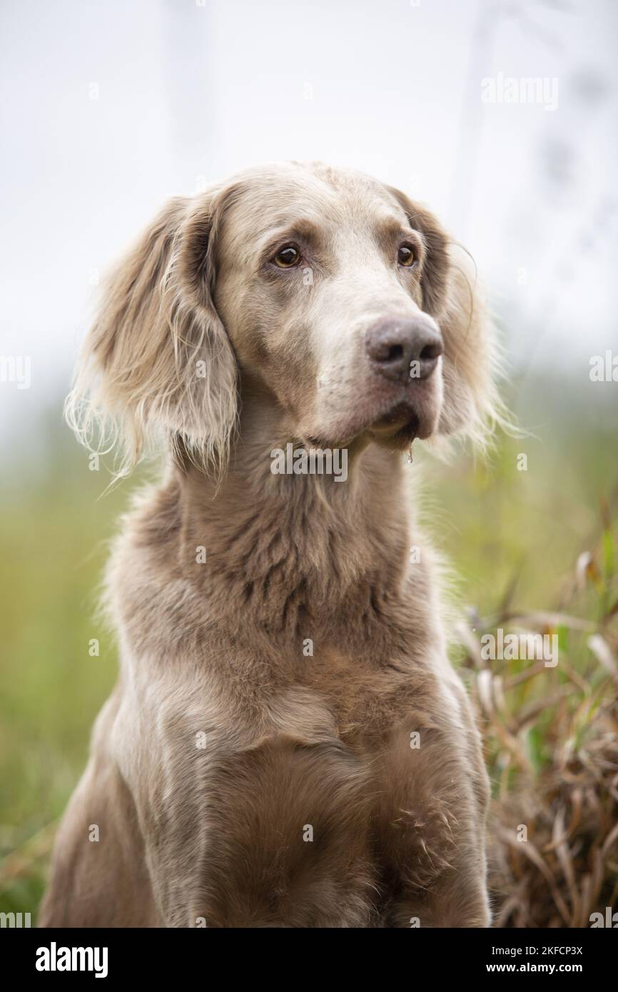 Langhaar Weimaraner Stockfoto