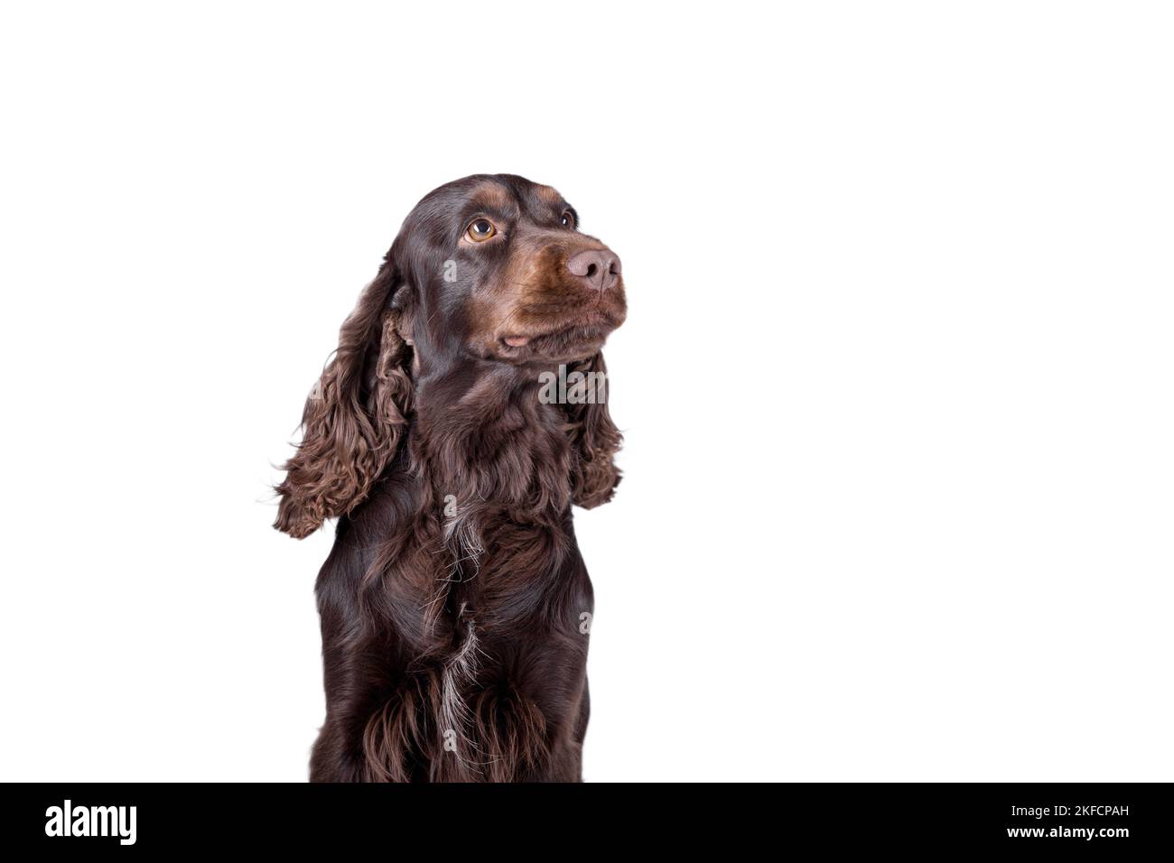 Englischer Cocker Spaniel Portrait Stockfoto